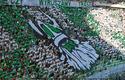 2011-08-14-oe-lechia-cracovia_w_4688_720